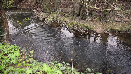 河床的水流在一棵旧树旁视频