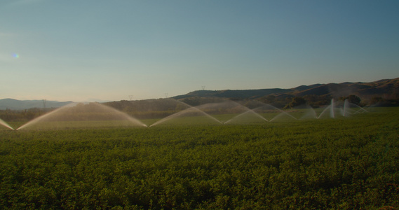 绿地有农业灌溉系统排成一排喷水器视频