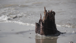 潮湿的树干和热带海滩岛屿的海浪海上天气自然背景下的9秒视频