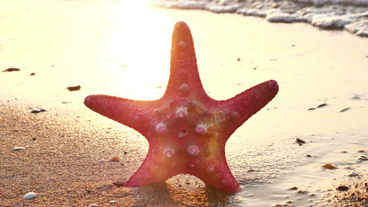 海滩日落时的海星视频