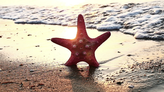 海滩日落时的海星视频
