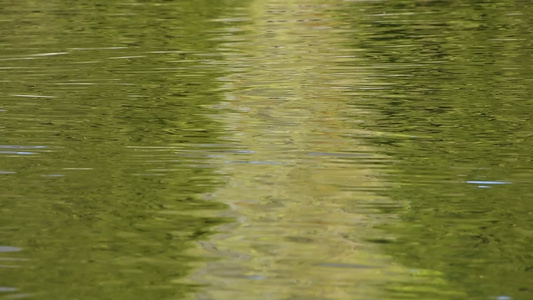 在水面上运行绿色波纹视频