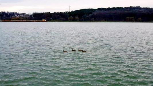 海鸥和野鸭在城市湖边游泳飞翔视频