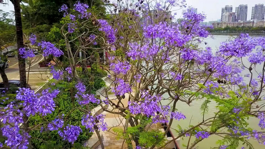 树上开满淡紫色的花视频