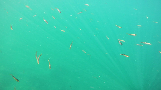 在寒冷海中北南水下有阳光照射的小型小鱼学校缓慢游动视频
