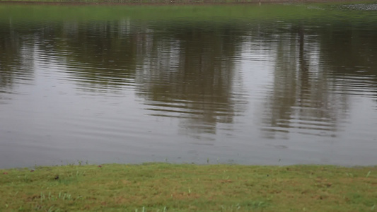 池塘的水滴视频