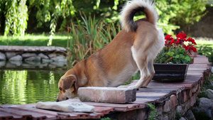 从池塘里喝水的狗6秒视频