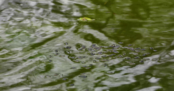 水表面的水甲虫在水面上视频