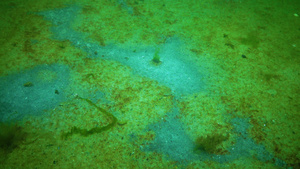 海菇底部发霉恶劣的环境条件富营养化海洋污染黑海敖德萨26秒视频
