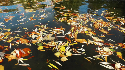 湖水表面各种多彩的秋叶湖水表面视频