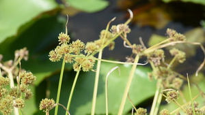 在莲花池的风中摇摆着的花朵19秒视频