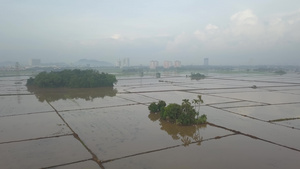 在洪水中飞过椰子树19秒视频