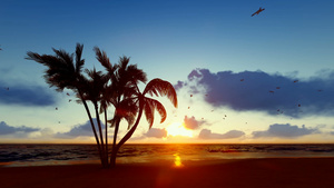 棕榈树热带海滩日出21秒视频