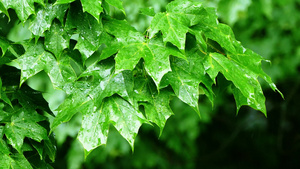 雨假背景15秒视频