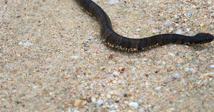 砂石地上爬行的蛇6秒视频