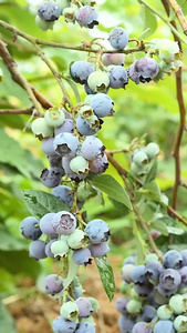 成熟的蓝莓水果种植视频