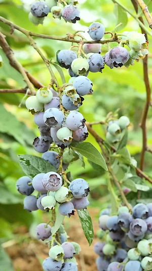 成熟的蓝莓水果种植68秒视频