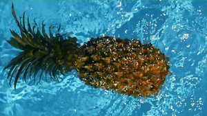 漂浮在游泳池的蓝色水中的菠萝健康生有机食品多汁的水果13秒视频