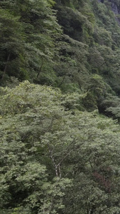 国家5A级旅游景区重庆黑山谷国家级地质公园视频