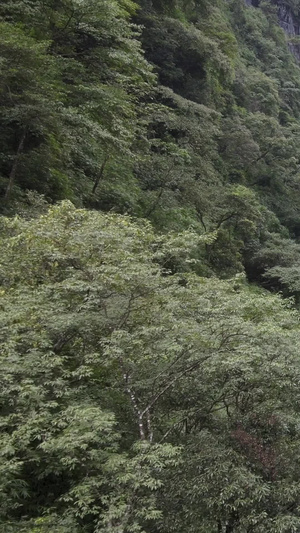 国家5A级旅游景区重庆黑山谷国家级地质公园85秒视频