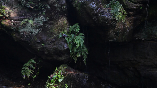 在水滴周围生长的植物视频