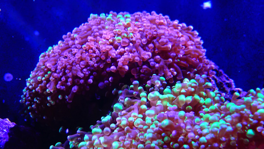 海洋水族馆中的多彩珊瑚探险水族馆凸轮新球衣我们a视频