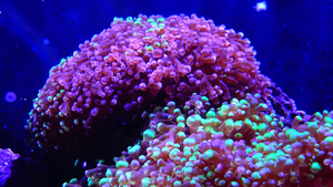 海洋水族馆中的多彩珊瑚探险水族馆凸轮新球衣我们a34秒视频