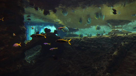 不同的鱼在大型水族馆游泳视频