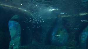 企鹅在水族馆里游得很快5秒视频