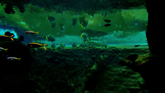 不同大小的鱼类在水族馆游泳视频