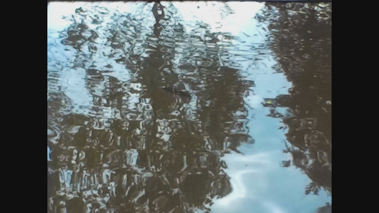 1966年弗朗法郎湖中水下鱼类视频