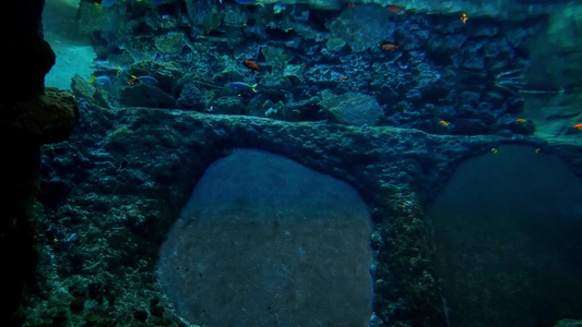 不同大小的鱼类在水族馆游泳视频