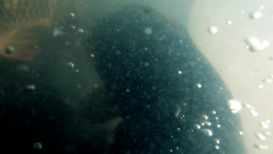 大群鱼游过肮脏的水下第一视角29秒视频