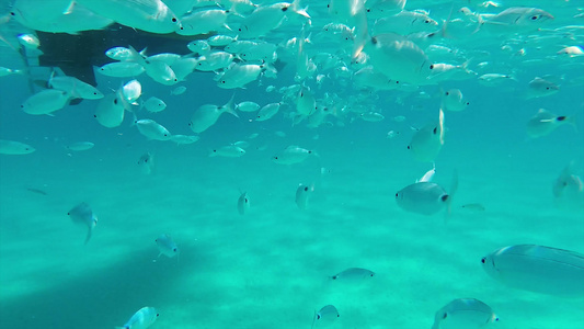 鱼在沙地尼亚的透明的海水中游泳视频