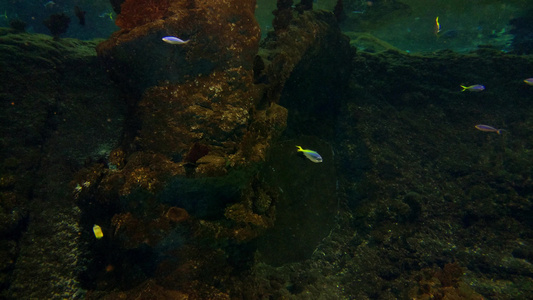 各种小鱼在水族馆游泳视频