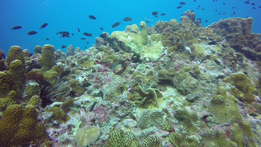 海洋水肺潜水水下五颜六色的热带珊瑚礁海景海洋深处的视频