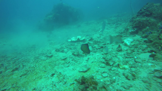 海洋水肺潜水水下五颜六色的热带珊瑚礁海景海洋深处的视频