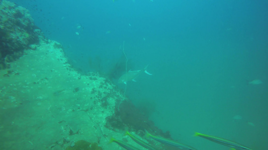 海洋水肺潜水水下五颜六色的热带珊瑚礁海景海洋深处的视频