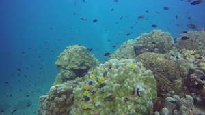 海洋水肺潜水水下五颜六色的热带珊瑚礁海景海洋深处的20秒视频