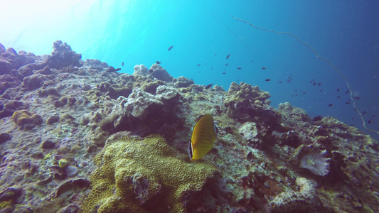 海洋水肺潜水水下五颜六色的热带珊瑚礁海景海洋深处的视频