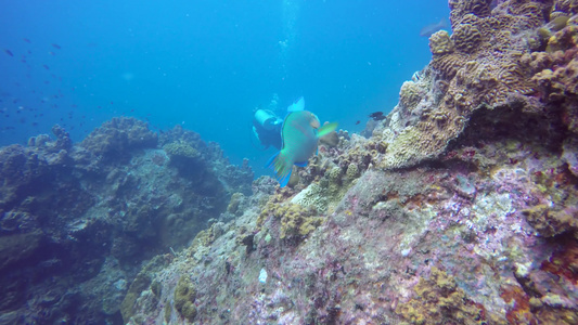 海洋水肺潜水水下五颜六色的热带珊瑚礁海景海洋深处的视频