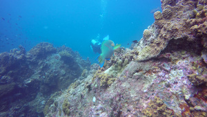海洋下五颜六色的热带珊瑚礁7秒视频