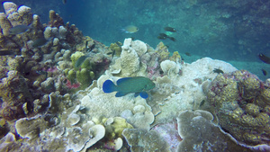 海洋下五颜六色的热带珊瑚礁12秒视频