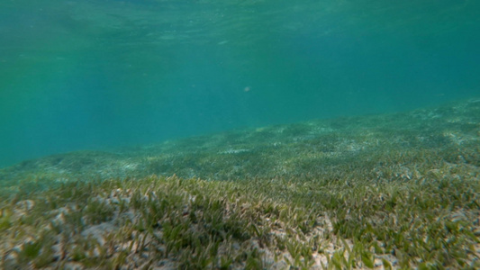 海底有水草视频