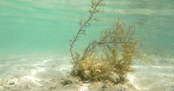 水下生长的海藻视频