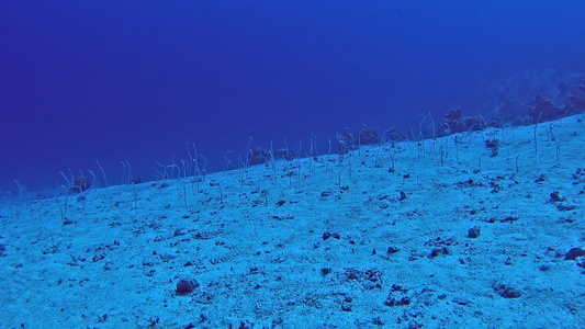 热带海中沙质海床上的红海花环视频