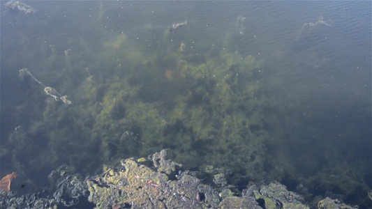 深蓝色海底背景抽象图案纹理和颜色水生生物海洋生活背景视频