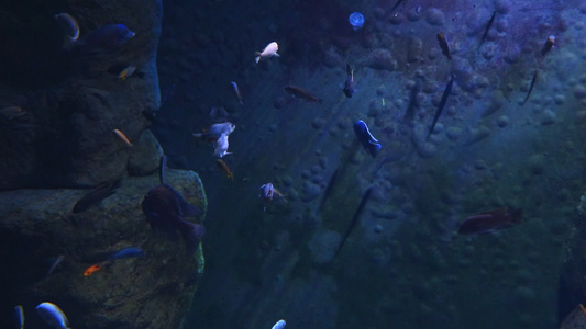 各种鱼类在大型水族馆游泳视频