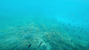 红海橙鱼水下海鱼热带鱼礁海洋五颜六色的水下海景软硬21秒视频