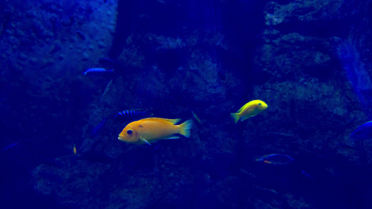 美丽的多色鱼在水族馆游泳视频